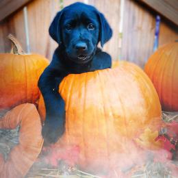 Labrador Retriever Puppies from Harrison's Lakeside Labradors