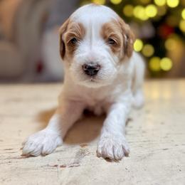 Snickers (Red) - male Golden Mountain Doodle puppy in Twin Falls, Idaho from Magic Valley Family Doodles