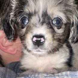Harry - Blue male Companion Cross puppy in Garvin, Oklahoma from Hochatown Awesome Aussies