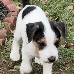 Birch - White and black Russell Terrier puppy in Hayward, Wisconsin from Acorn Ridge Jack Russell Terriers