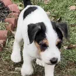 Birch - White and black Russell Terrier puppy in Hayward, Wisconsin from Acorn Ridge Jack Russell Terriers