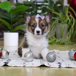 Snow - Sable female Pembroke Welsh Corgi puppy in Sugarcreek, Ohio from Admar Canines