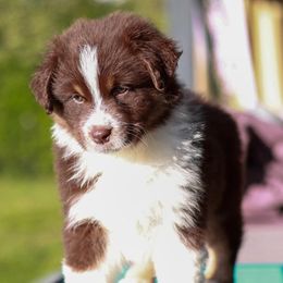 Australian Shepherds from Akamai Aussies