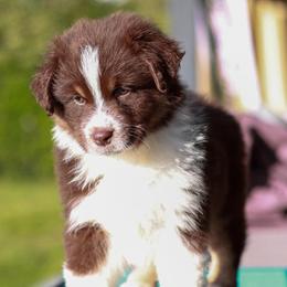 Australian Shepherds from Akamai Aussies