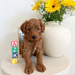 Slinky - Red male Australian Labradoodle puppy in Palmdale, California from Pixie Doodle Paws