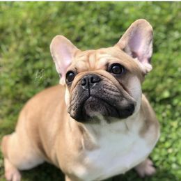 Georgia - French Bulldog