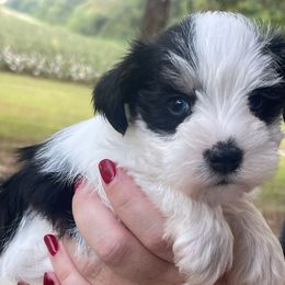 Dopey - Parti female Miniature Schnauzer puppy in Brundidge, Alabama from Deez Pups Magnificent Schnauzers
