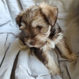 Miniature Schnauzers from JVH Mini Schnauzers