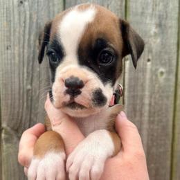 Pink - Olive - Fawn female Boxer puppy in Watervliet, New York from Shamrock's Boxers