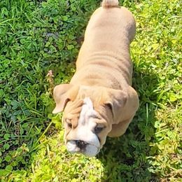 Bulldog Puppies from Adorable Bulldogs