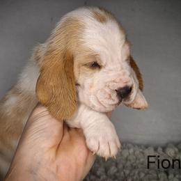 Fiona - Lemon and white female Basset Hound puppy in Mack's Creek, Missouri from Mack's Creek Basset Hounds