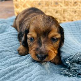 Jolene-AKC . PRA clear - Dapple female Dachshund puppy in Dover, Oklahoma from Freckles and Furballs