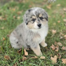 Warrior - Blue merle male Miniature Australian Shepherd puppy in Orrtanna, Pennsylvania from Mountain Top Shepherd's
