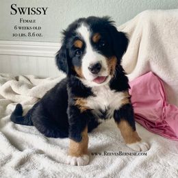 Girl 1 - Black rust and white Bernese Mountain Dog puppy in Lehi, Utah from Reeves Bernese
