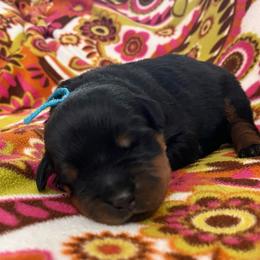 Strike - Black and mahogany male Rottweiler puppy in Crothersville, Indiana from The Solid Rock Kennel