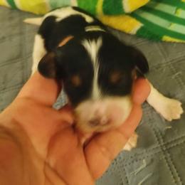 Girl one - Tri-color female Cavapoo puppy in East Providence, Rhode Island from Marta's Cavaliers