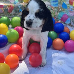 Sunny - Black and white female English Springer Spaniel puppy in Madison, Indiana from McCollough's Pawsome Spaniels and Danny's Delightful Dachshunds