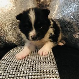 Pomeranian Puppies from Regal Poms