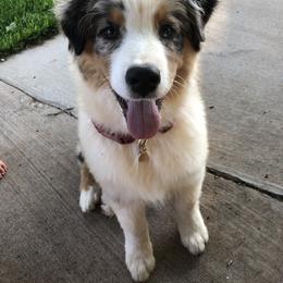 Australian Shepherd Puppies from Brit’s Australian Shepherds