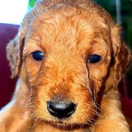 Girl 3 - Red  female Goldendoodle puppy in Holly, Colorado from Vida’s Loving Doodles