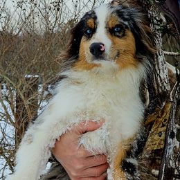 Australian Shepherd All Grown Up from Josh Courville