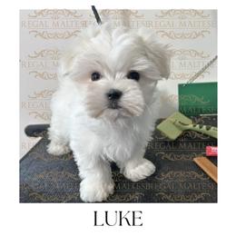 Luke - White male Maltese puppy in Jacksonville, Alabama from Regal Maltese