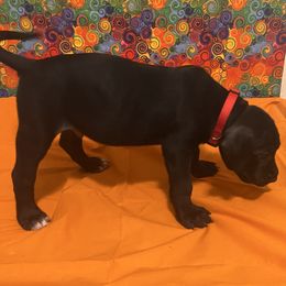 Male- call name: Croc - Fawn male Mastiff puppy in Racine, Wisconsin from FrontlineK9 Boarding & Training LLC