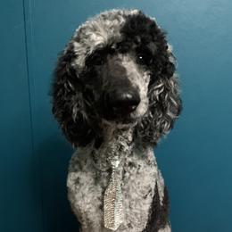 J.J. - Poodle