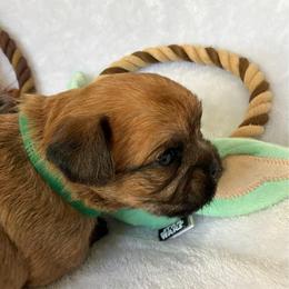 Chubacca (Chewy) - Belge male Brussels Griffon puppy in Seneca, Missouri from Stephanie’s Puppy Colony