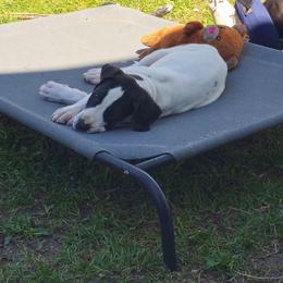 Prince George - Black and white male Great Dane puppy in Brookings, South Dakota from Debonaire Danes