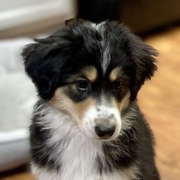 Ever  - Miniature American Shepherd