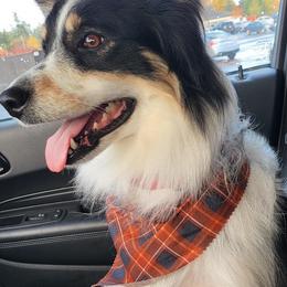 Shelby - Miniature American Shepherd
