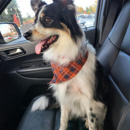 Shelby - Miniature American Shepherd