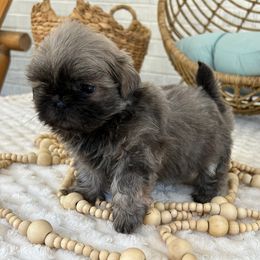 Darcy - Lilac female Shih Tzu puppy in Trinity, North Carolina from Trinity Shih Tzu