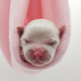 Companion Cross, Maltese, and Maltipoo Puppies from Seeking Shalom Acres Maltese, Maltipoos & Havamalts