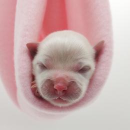 Companion Cross, Maltese, and Maltipoo Puppies from Seeking Shalom Acres Maltese, Maltipoos & Havamalts