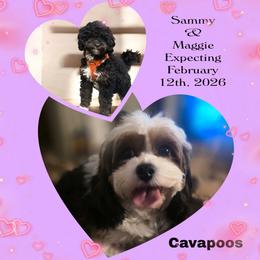 Cavapoo puppies from Momma's Mastiffs