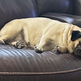 Baby - Pug