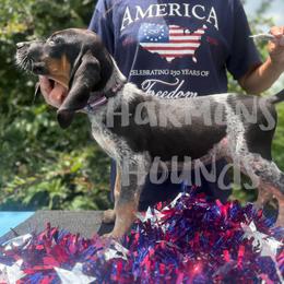 Daisy - Blue ticked and tan female Bluetick Coonhound puppy in Mount Pleasant, Texas from Harmons Hounds