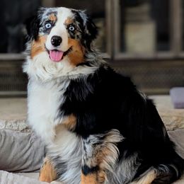 Montana - Miniature Australian Shepherd