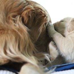Golden Retriever Puppies from Golden Hour Golden Retrievers
