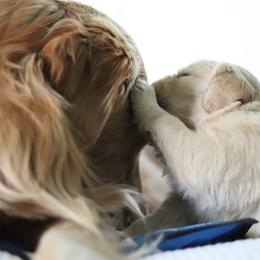 Golden Retriever Puppies from Golden Hour Golden Retrievers