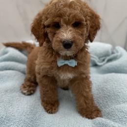 Boy 2 - male Goldendoodle puppy in Kansas City, Kansas from Bella & Ivy’s Mini Goldendoodles of KC