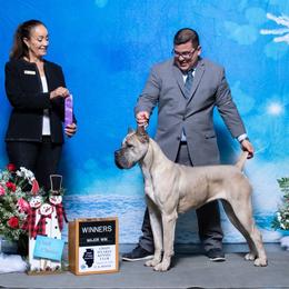 Iza - Cane Corso