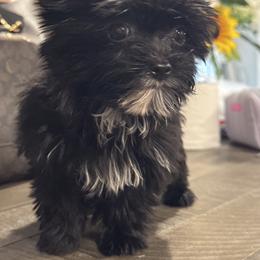Jasper - Black and tan male Yorkshire Terrier puppy in Knoxville, Tennessee from Rainbow Bliss Yorkies