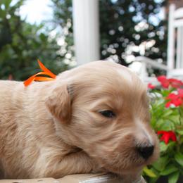 Australian Shepherd, Goldendoodle, and Poodle Puppies from 5AFarms