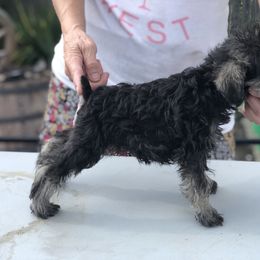 Miniature Schnauzer Puppies from Parsons’ Kennels