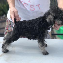 Miniature Schnauzer Puppies from Parsons’ Kennels