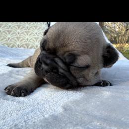 Charlie - Fawn male French Bulldog puppy in Alabama from Southern Bulldogs