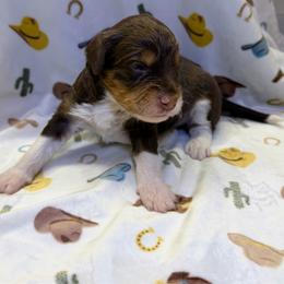 Girl1 - Red tri-color female Aussiedoodle puppy in Liberty, Texas from Poodles and Doodles Most Excellent Adventures